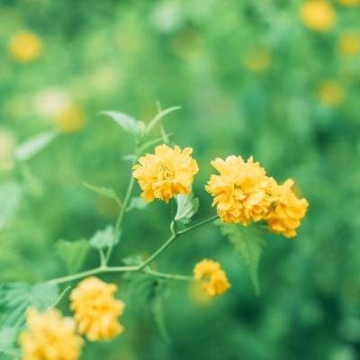 九游璀璨女王手游下载